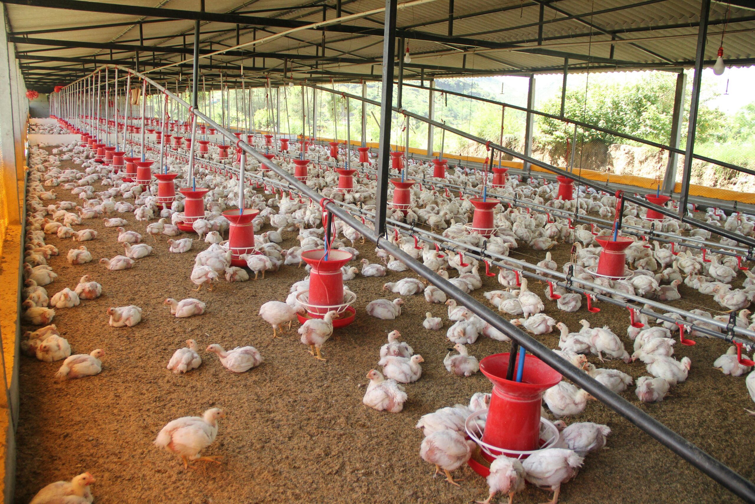 मुर्गी पालन poultry farming
